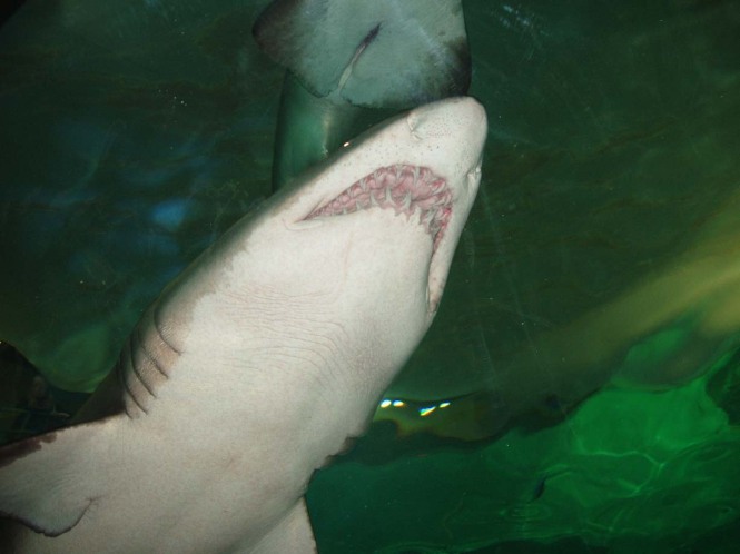 shark jaws photo : Lorie Pierce