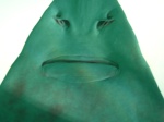 AQ5 sawfish face